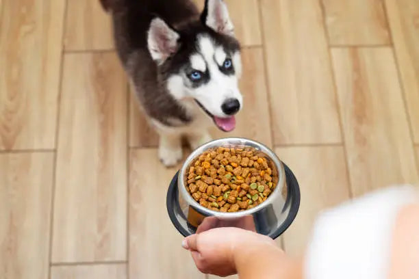 Husky Essential Treats