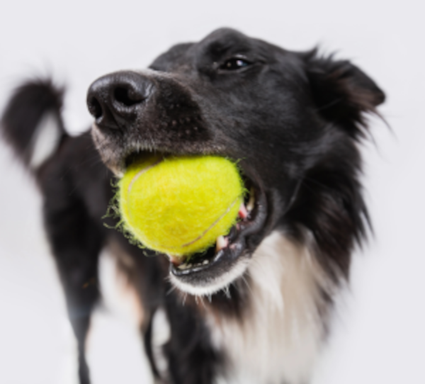 Did you know? 10 reasons why nutrients can help your dog's health and life !