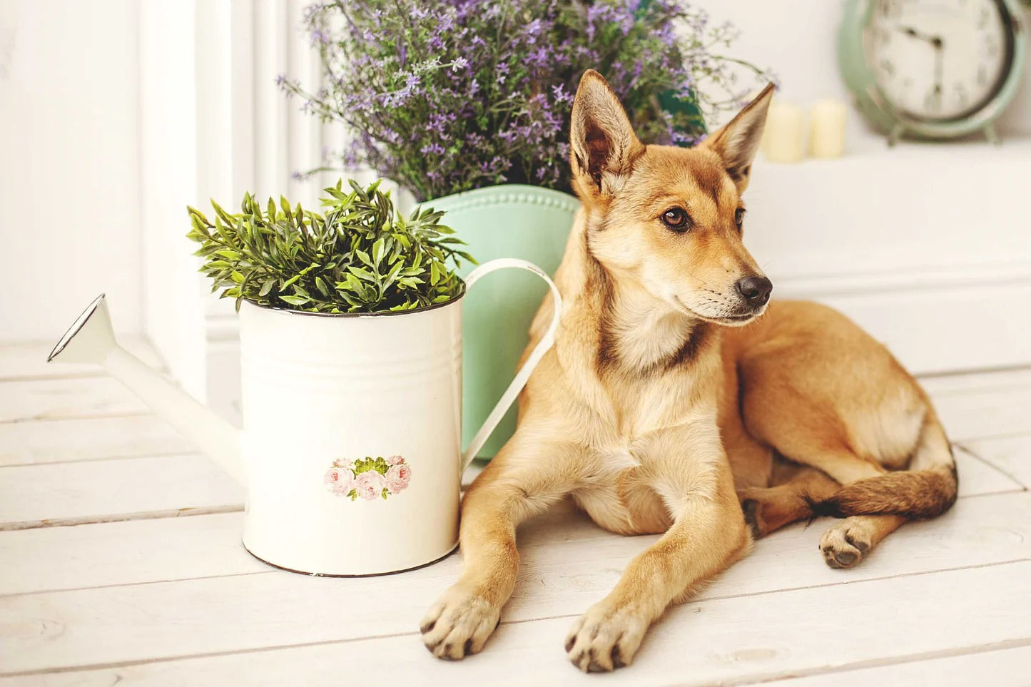 Did you know? 10 reasons why nutrients can help your dog's health and life !
