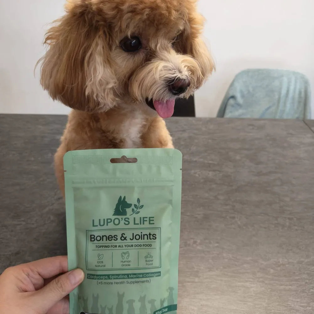 Toy poodle with the Bones & Joints pack