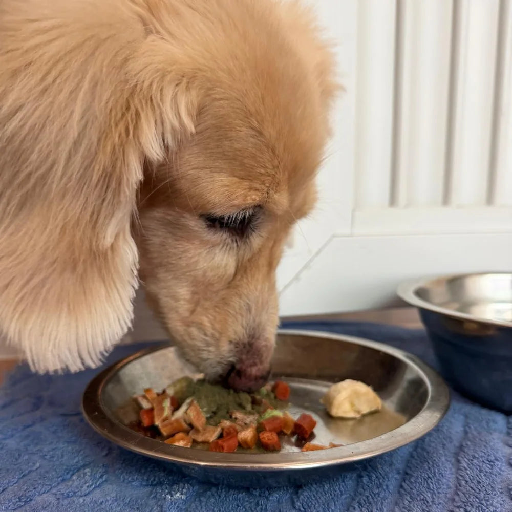 Dog eating its meal with the powder on top