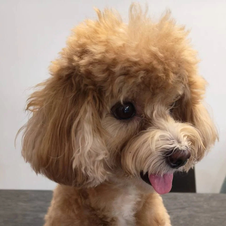Small curly-haired dog