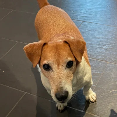 Sabrina Wilman’s Jack Russell