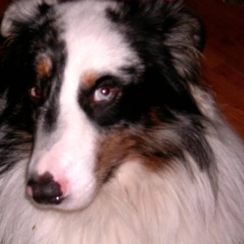 Zoe Wang’s dog Kaya