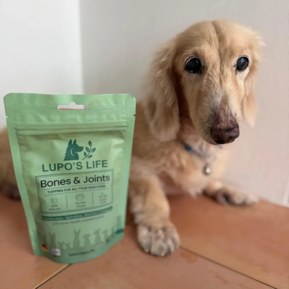 Senior dog next to the Bones & Joints pack