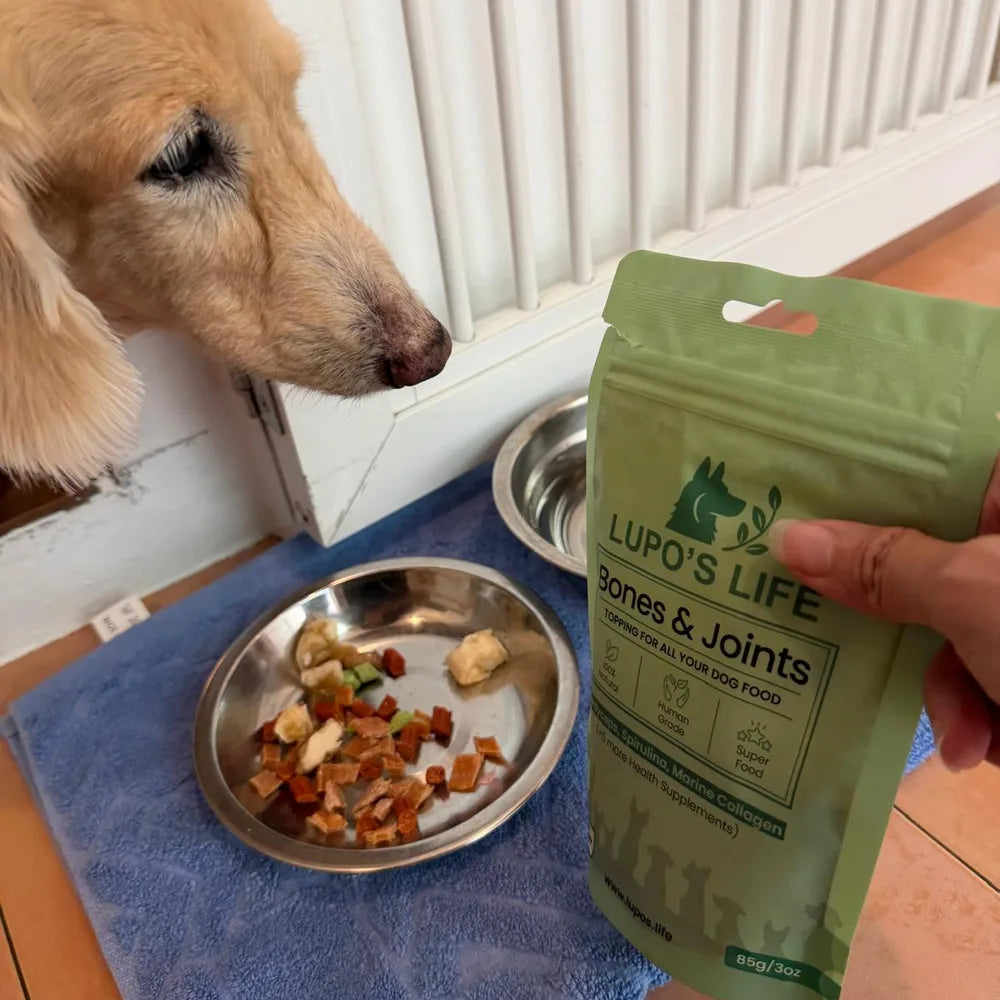 Dog at its food bowl next to the Bones & Joints pack