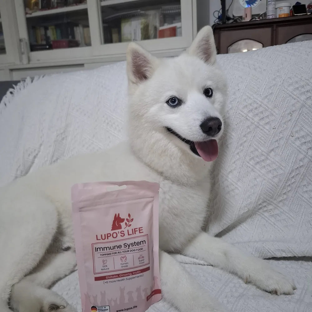 White dog on a sofa with the Immune System pack