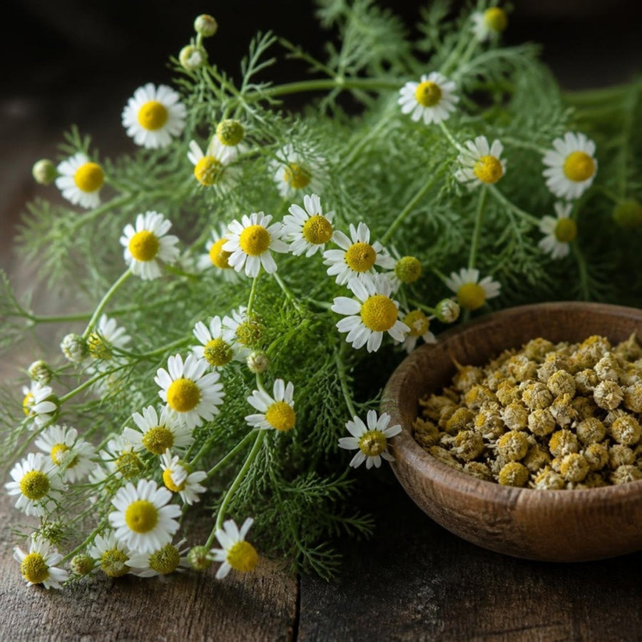 Chamomile flowers and a bowl of dried chamomile