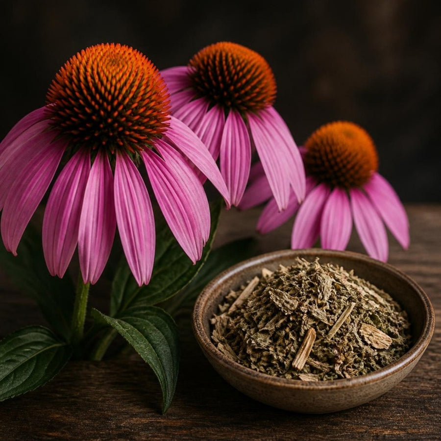 Pink echinacea flowers and a bowl of dried echinacea herb