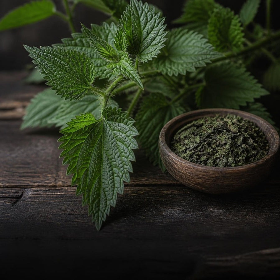 Fresh nettle leaves and a bowl of dried nettle